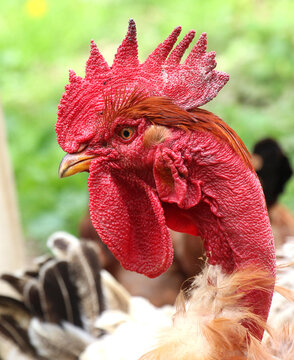 Close-up of a Transylvanian bare-necked rooster