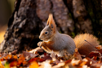 A wild red squirrel (Sciurus vulgaris) foraging among autumn leaves in soft forest light, showcasing detailed fur texture, natural behavior and woodland atmosphere.