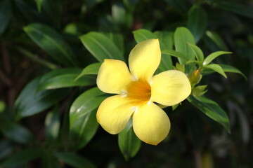 Yellow flower and leaves isolated on the tree. yellow flower and green leaves