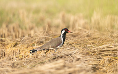 A white-breasted waterhen (Amaurornis phoenicurus) stands on a rice field at noon.
