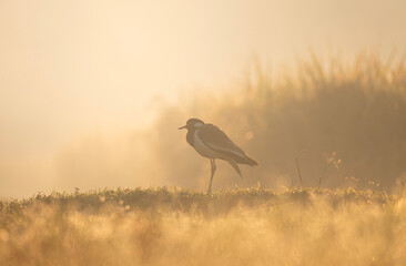 A white-breasted waterhen (Amaurornis phoenicurus) in the grass during a misty sunrise.
