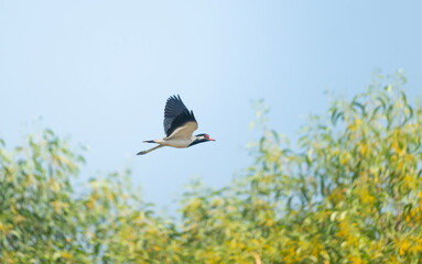 A white-breasted waterhen (Amaurornis phoenicurus) in flight