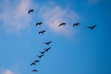 Wildgänse im Flug