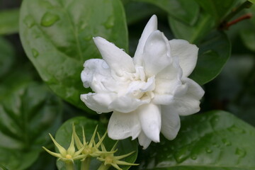 Jasmine flower and leaves isolated on the tree