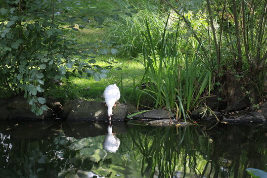 Reflet d&rsquo;un canard  dans un &eacute;tang