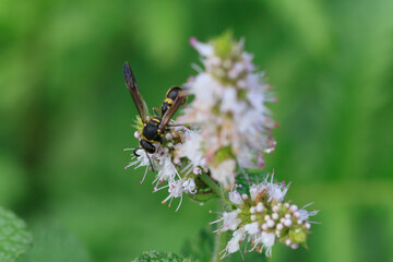 Gu&ecirc;pe ma&ccedil;onne