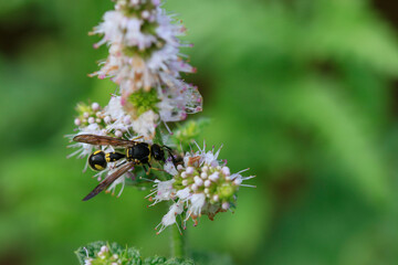 Gu&ecirc;pe ma&ccedil;onne