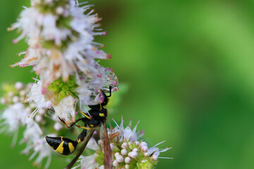 Gu&ecirc;pe ma&ccedil;onne