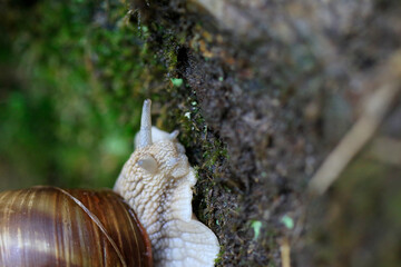 Escargot de Bourgogne