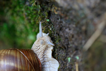Escargot de Bourgogne