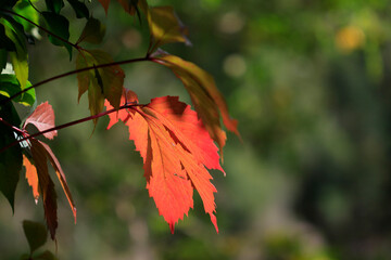 Vigne rouge feuillage
