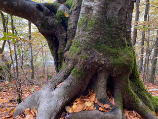Majestic forest tree with moss-covered roots in autumn woodland