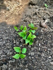 Green plant growing in soil