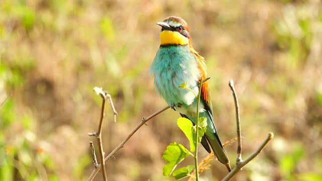 bee-eater on thin branches, looking around 390   
