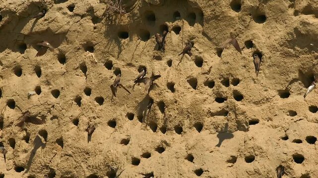 active sand martin colony, slomo, close 921