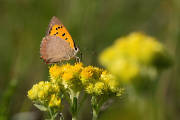 Small Copper (Lycaena phlaeas) – a sharp macro shot of the butterfly resting on vegetation. Clear wing patterns and natural colors create a classic nature and wildlife portrait.
