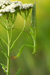 Praying Mantis (Mantis religiosa) &ndash; a detailed portrait of a mantis in its typical poised stance. Natural light reveals its anatomy and camouflage in a clean, high-resolution frame.