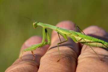 Praying Mantis Portrait &ndash; A praying mantis grooming its forelegs and antennae, captured in sharp macro detail.	
