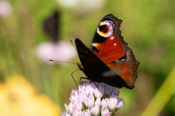 Peacock Butterfly (Aglais io) &ndash; a vivid macro image of this colorful species, showing its distinctive eyespots and crisp wing detail in a natural outdoor setting.