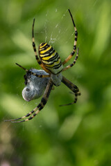 Giant orb-weaver spider – Argiope bruennichi spider with prey in its web in its natural habitat.