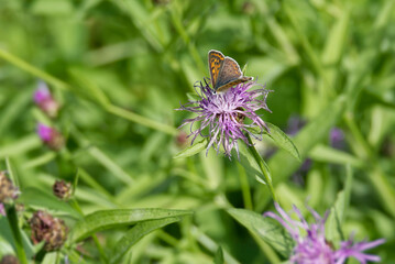 Female sooty copper butterfly (Lycaena tityrus) perched on pink flower in Zurich, Switzerland