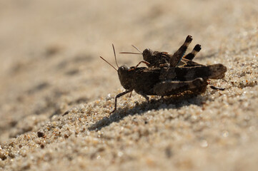 Obscure Bird Grasshopper – A Lactista gibbosus resting among grasses in natural surroundings.
