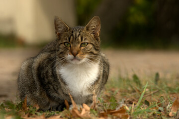 Domestic Cat – a calm portrait of a mixed-breed cat sitting beside a home gate. Soft natural light highlights its fur texture and attentive expression.