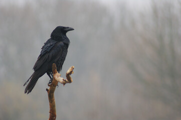 Common Raven – A raven (Corvus corax) displaying its strong shape and glossy plumage.