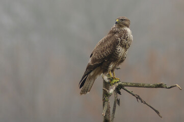 Common Buzzard – A buzzard (Buteo buteo) perched alertly, showing strong posture and plumage detail.