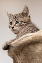 british shorthair cat