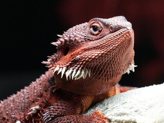 iguana on a rock