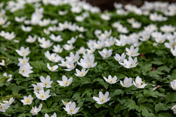 A vibrant carpet of white anemone flowers blooms profusely across a lush green landscape, encapsulating the beauty and vitality of spring in nature's colorful display.