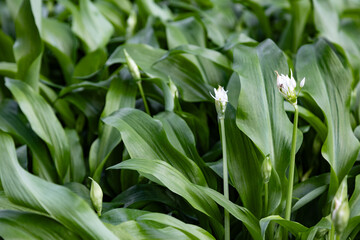 A rich tapestry of vibrant wild garlic, green leaves intermingled with budding flowers showcases the beauty and vitality of nature as it awakens and revitalizes in the springtime sunlight.
