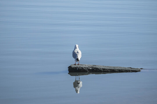 seagull on the rock - Powered by Adobe