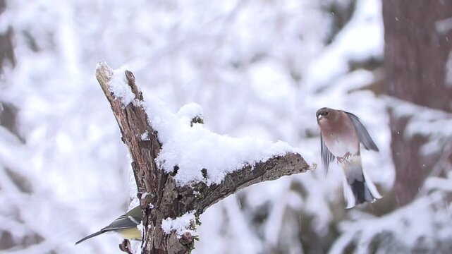 Fringuello nella neve &ndash; Chaffinch in the snow &ndash; Fringilla coelebs