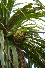 Beautiful Mirissa Beach in Sri Lanka