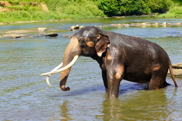 Amazing Sri Lankan Elephants
