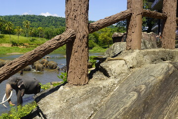 Amazing Sri Lankan Elephants