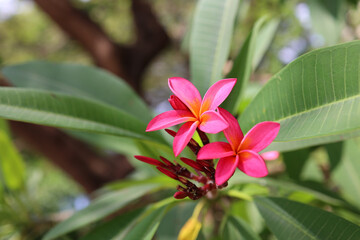 Close-up of vibrant pink plumeria (frangipani) flowers in full bloom, surrounded by lush green tropical leaves. Soft natural daylight and shallow depth of field create a serene, fresh, and exotic atmo