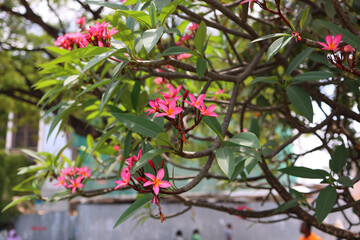 Close-up of vibrant pink plumeria (frangipani) flowers in full bloom, surrounded by lush green tropical leaves. Soft natural daylight and shallow depth of field create a serene, fresh, and exotic atmo