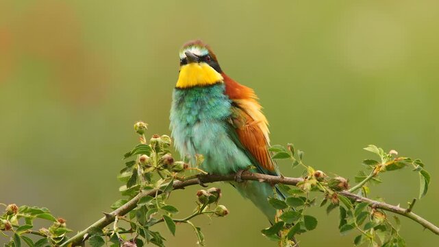 bee-eater resting on branch of rose bush, cleans his plumage, close 251