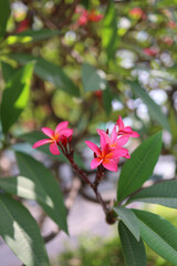 Close-up of vibrant pink plumeria (frangipani) flowers in full bloom, surrounded by lush green tropical leaves. Soft natural daylight and shallow depth of field create a serene, fresh, and exotic atmo