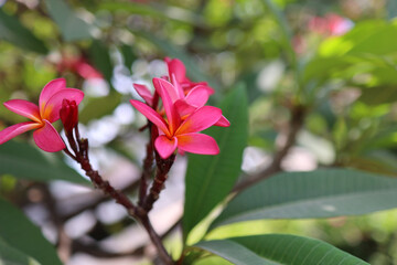 Close-up of vibrant pink plumeria (frangipani) flowers in full bloom, surrounded by lush green tropical leaves. Soft natural daylight and shallow depth of field create a serene, fresh, and exotic atmo