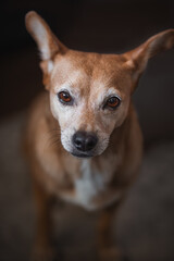 Senior brown dog is looking directly into the camera with its expressive eyes and visible white muzzle, conveying a sense of loyalty and companionship