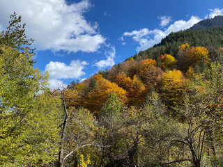 Fototapeta premium Scenic autumn forest landscape with vibrant fall foliage under blue sky