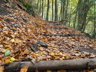 Scenic autumn forest trail with fallen leaves on wooden steps