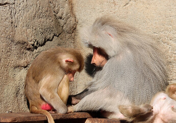 Mantelpavian - Hamadryas baboon - Papio hamadryas