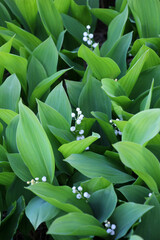 Fototapeta premium Common lily of the valley (Convallaria majalis) grows in nature
