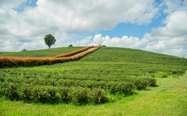 Beautiful landscape view of choui fong tea plantation with sunset at Maejan , tourist attraction at Chiangrai province in thailand