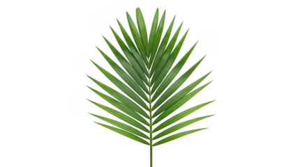 Green palm leaf with feathered fronds in transparent background
